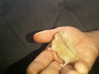 Hamster Gonzales ve Suriye yavru ve Anaç altı
