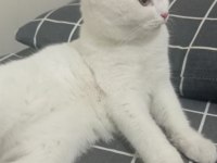 British shorthair kedimize yuva arıyoruz