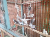 Kendi sultan papağanı yavrularım