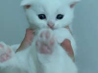 Scottish fold yavru kediler ücretli