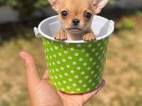WC eğitimli gold chihuahua yavru