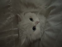 Dişi British Longhair 1,5 Yaşında