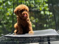 Tatlı toy poodle bebeklerim