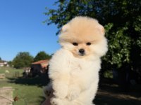 Yavru Pomeranian Boo Köpeklerimiz