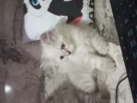 Son 2 erkek british longhair
