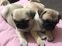 Pug mops yavrular