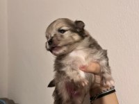 POMERANİAN BOO TEDDY BEAR