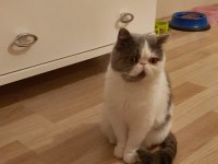 Ücretsiz sahiplendirme kedimiz