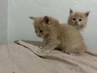 Evde yetişmiş safkan XXL boy Maine coon yavrusu