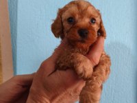 RED Toy poodle yavrular izmir elden teslim