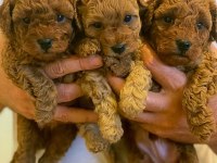 Antalya Toy Poodle Yavruları