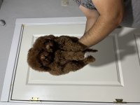 Toy poodle bebeklerimiz