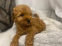 2 Ay 15 Günlük Erkek Toy Poodle