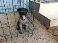Belçika malinois dişi ve erkek mevcut