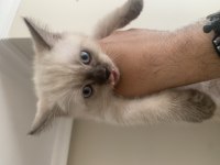 2 aylık erkek sütten kesilmiş blue point kediler