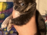 2 aylık chihuahua yavrularımıza yuva arıy oruz