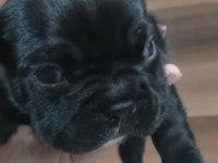 MÜKEMMEL FRENCH BULLDOG YAVRULARIMIZ