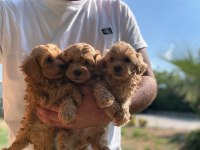 MALTİPOO ŞEKER Mİ ŞEKERLER