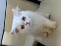GÜZELLER GÜZELİ İRAN KEDİMİZ YENİ YUVASINI BEKLİYOR
