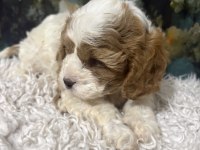 Original özel ırk Cavapoo yavruları