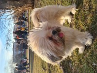 11 Aylık Shih Tzu