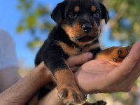 Rottweiler yavruları