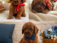 SAĞLIK VE IRK GARANTİLİ POODLE