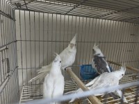Yavru sultan papağanı 4 aylık