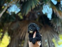 Siyah Toy Poodle