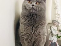 British shorthair kedisi