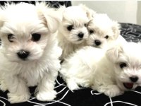 0 Numara Maltese Bebeklerimiz