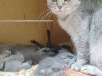 Scottish Fold Anne ve 6 Yavru – Toplu (20 Günlük)