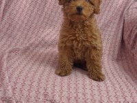 Mini minnoş toy poodle