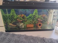 90 litre akvaryum