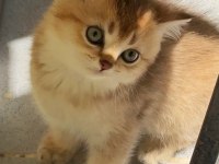 Uyguna Golden British Shorthair Yavrular