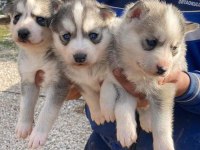 Safkan Üst kalite Husky