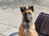 4 Aylık Belçika Kurdu