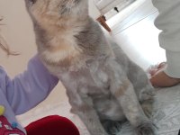 Scottish fold kedimizi sahiplendiriyoruz