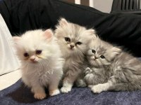 British longhair kedisi