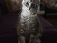 Safkan Maine Coon
