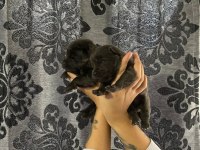 MÜKEMMEL KALİTE CHOW CHOW YAVRULAR