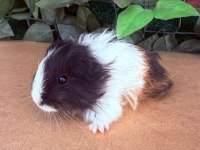 Sevimli ginepigler