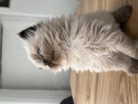 British Longhair Chocolate Point Dişi Yavru