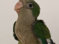 Bebek Monk Papağanı