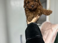 Kore kan red brown toy poodle