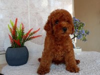 Red toy poodle erkek yavru