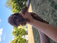 Sahibinden orjinal toy poodle köpekler