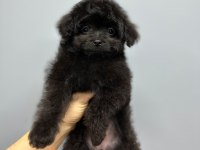 TOY BOYUT F1 MALTİPOO YAVRULAR