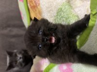British shorthair chocolate