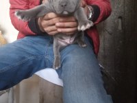 DEV CANE CORSO A KALİTE YAVRULARIMIZ